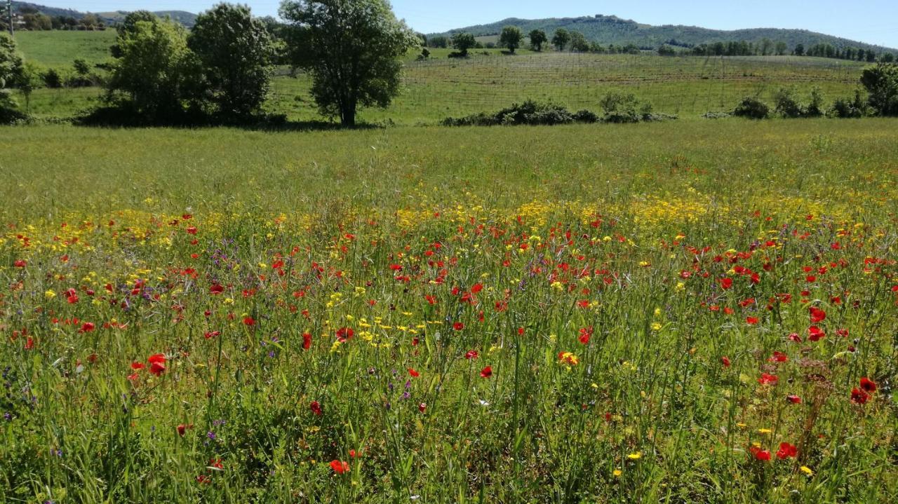 Agriturismo Cavallin Del Papa Capalbio Exterior photo